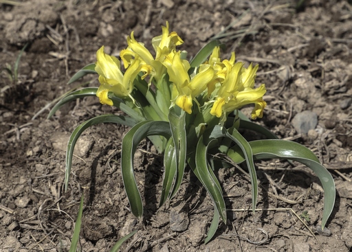 Juno orchioides